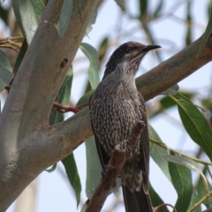 Anthochaera chrysoptera at Batemans Bay, NSW - 11 Oct 2017