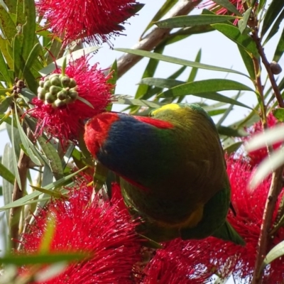 Glossopsitta concinna (Musk Lorikeet) at Batemans Bay, NSW - 10 Oct 2017 by roymcd