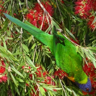 Trichoglossus moluccanus (Rainbow Lorikeet) at Batemans Bay, NSW - 11 Oct 2017 by roymcd