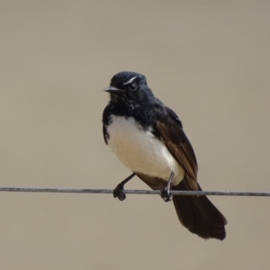 Rhipidura leucophrys at Batemans Bay, NSW - 11 Oct 2017 10:18 AM