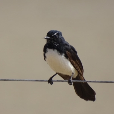 Rhipidura leucophrys (Willie Wagtail) at Batemans Bay, NSW - 10 Oct 2017 by roymcd