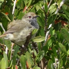 Acanthiza pusilla (Brown Thornbill) at Mogo State Forest - 11 Oct 2017 by roymcd