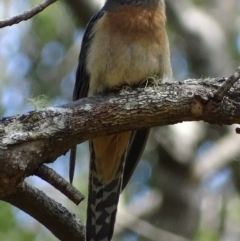 Cacomantis flabelliformis (Fan-tailed Cuckoo) at Mogo, NSW - 11 Oct 2017 by roymcd