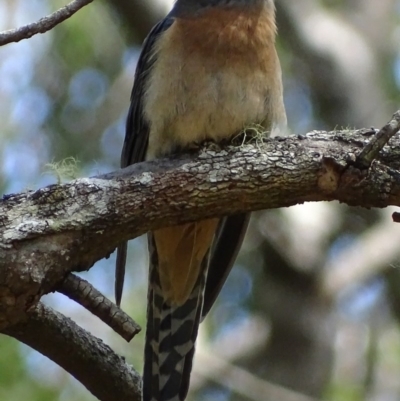 Cacomantis flabelliformis (Fan-tailed Cuckoo) at Mogo State Forest - 11 Oct 2017 by roymcd