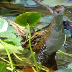 Zapornia pusilla (Baillon's Crake) at Mogo State Forest - 11 Oct 2017 by roymcd