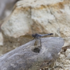 Orthetrum caledonicum (Blue Skimmer) at Illilanga & Baroona - 23 Jan 2015 by Illilanga