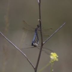 Orthetrum caledonicum at Michelago, NSW - 23 Jan 2015 12:34 PM