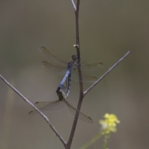 Orthetrum caledonicum at Michelago, NSW - 23 Jan 2015 12:34 PM