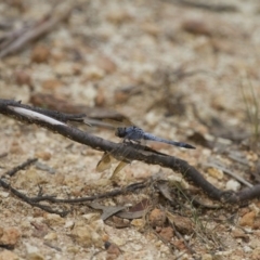 Orthetrum caledonicum at Michelago, NSW - 23 Jan 2015 12:34 PM