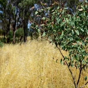 Avena sp. at Hughes, ACT - 26 Dec 2012