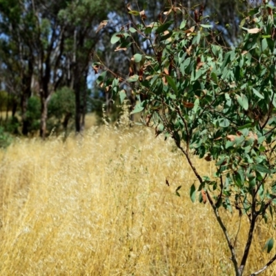 Avena (genus) (Wild Oats) at Hughes, ACT - 26 Dec 2012 by ruthkerruish