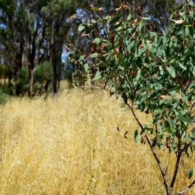 Avena sp. (Wild Oats) at Red Hill to Yarralumla Creek - 26 Dec 2012 by ruthkerruish