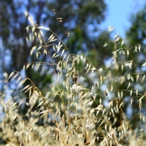 Avena sp. at Hughes, ACT - 26 Dec 2012