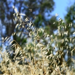 Avena sp. at Hughes, ACT - 26 Dec 2012