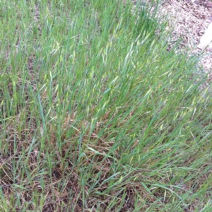 Avena sp. at Hughes, ACT - 26 Dec 2012