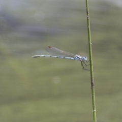 Austrolestes annulosus (Blue Ringtail) at Michelago, NSW - 23 Jan 2015 by Illilanga