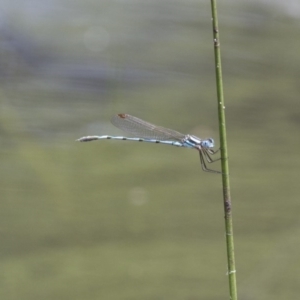 Austrolestes annulosus at Michelago, NSW - 23 Jan 2015 11:36 AM