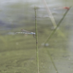 Austrolestes annulosus at Michelago, NSW - 23 Jan 2015 11:36 AM