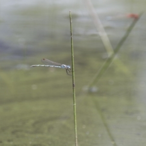 Austrolestes annulosus at Michelago, NSW - 23 Jan 2015