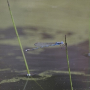 Austrolestes leda at Michelago, NSW - 23 Jan 2015