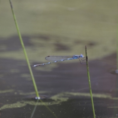 Austrolestes leda (Wandering Ringtail) at Illilanga & Baroona - 23 Jan 2015 by Illilanga