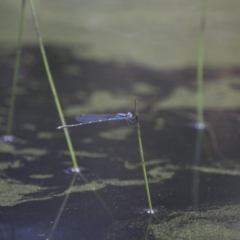 Austrolestes leda at Michelago, NSW - 23 Jan 2015 12:03 PM