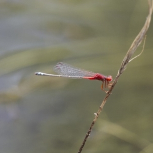 Xanthagrion erythroneurum at Michelago, NSW - 23 Jan 2015 11:33 AM