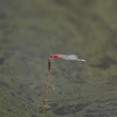 Xanthagrion erythroneurum at Michelago, NSW - 23 Jan 2015 11:33 AM