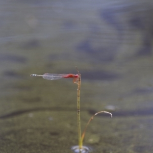 Xanthagrion erythroneurum at Michelago, NSW - 23 Jan 2015 11:33 AM