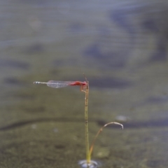 Xanthagrion erythroneurum at Michelago, NSW - 23 Jan 2015