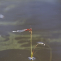 Xanthagrion erythroneurum at Michelago, NSW - 23 Jan 2015 11:33 AM