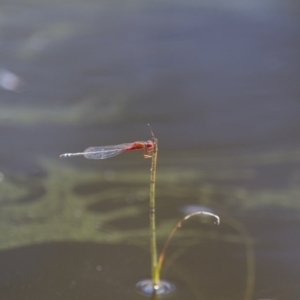 Xanthagrion erythroneurum at Michelago, NSW - 23 Jan 2015 11:33 AM