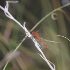 Diplacodes bipunctata (Wandering Percher) at Michelago, NSW - 23 Jan 2015 by Illilanga