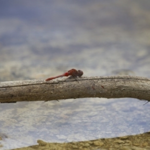 Diplacodes bipunctata at Michelago, NSW - 23 Jan 2015