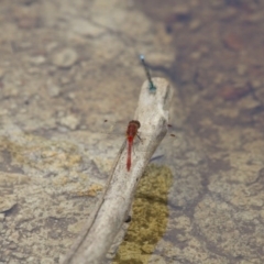 Diplacodes bipunctata at Michelago, NSW - 23 Jan 2015