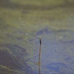 Austroagrion watsoni (Eastern Billabongfly) at Michelago, NSW - 23 Jan 2015 by Illilanga