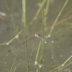 Austroagrion watsoni at Michelago, NSW - 23 Jan 2015