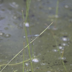 Austroagrion watsoni at Michelago, NSW - 23 Jan 2015 12:10 PM