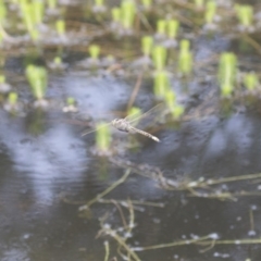 Anax papuensis (Australian Emperor) at Illilanga & Baroona - 15 Feb 2015 by Illilanga