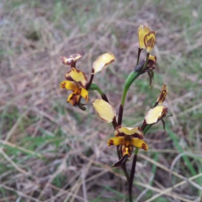 Diuris pardina (Leopard Doubletail) at Little Taylor Grasslands - 13 Oct 2017 by RosemaryRoth