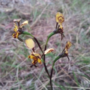 Diuris pardina at Kambah, ACT - suppressed