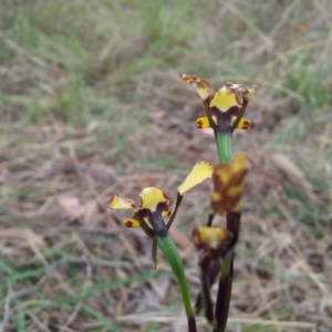 Diuris pardina at Kambah, ACT - 14 Oct 2017