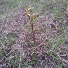 Diuris pardina at Kambah, ACT - suppressed