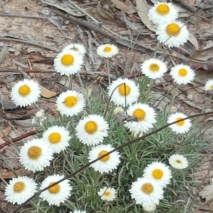 Leucochrysum albicans subsp. tricolor at Isaacs, ACT - 14 Oct 2017