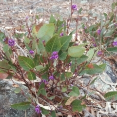 Hardenbergia violacea (False Sarsaparilla) at Isaacs Ridge and Nearby - 14 Oct 2017 by Mike