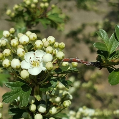 Crataegus monogyna (Hawthorn) at Isaacs Ridge and Nearby - 14 Oct 2017 by Mike