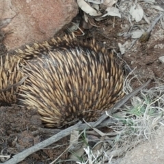 Tachyglossus aculeatus (Short-beaked Echidna) at Isaacs Ridge and Nearby - 14 Oct 2017 by Mike