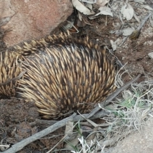 Tachyglossus aculeatus at Symonston, ACT - 14 Oct 2017