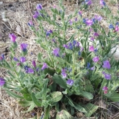 Echium plantagineum (Paterson's Curse) at Isaacs Ridge and Nearby - 14 Oct 2017 by Mike