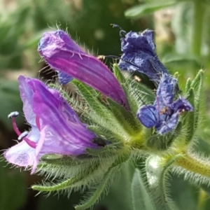 Echium plantagineum at Symonston, ACT - 14 Oct 2017 04:58 PM